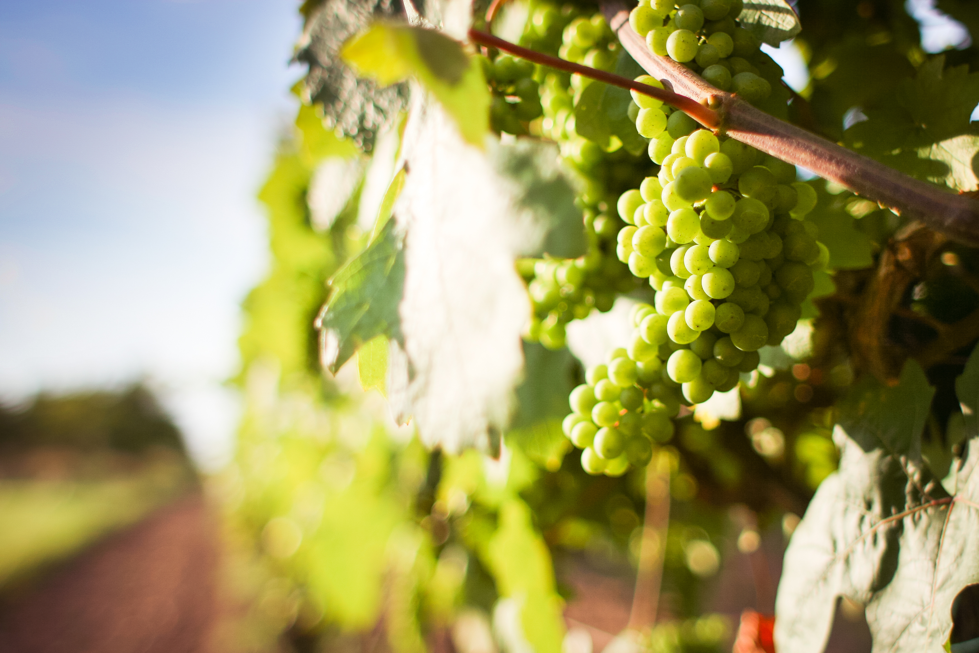 grapevine-with-detail-of-grapes-picjumbo-com.jpg